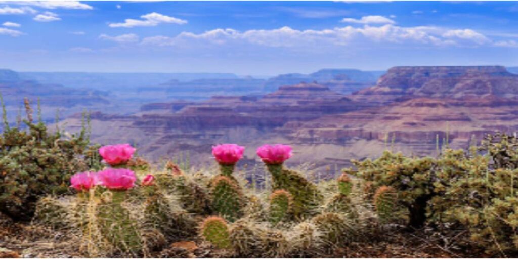  grand canyon south rim
